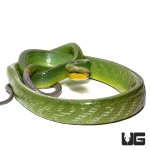 ug_red_tailed_green_ratsnake_4.jpg