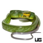 ug_red_tailed_green_ratsnake_3.jpg