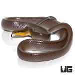 ug_red_tailed_green_ratsnake_2.jpg