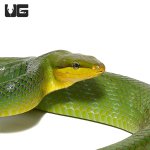 ug_red_tailed_green_ratsnake_1.jpg