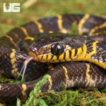 ug_Baby_Mangrove_Snake_3.jpg