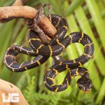 ug_Baby_Mangrove_Snake_2.jpg