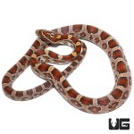 ug_yearling_classic_corn_4.jpg