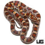 ug_yearling_classic_corn_3.jpg
