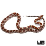 ug_yearling_classic_corn_2.jpg