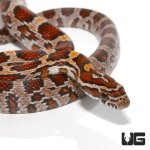 ug_yearling_classic_corn_1.jpg