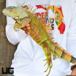 ug_iguana_white head_2.jpg