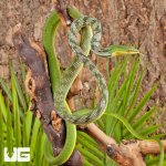 ug_Malaysian_Vine_Snake_4.jpg
