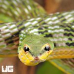 ug_Malaysian_Vine_Snake_3.jpg