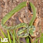 ug_Malaysian_Vine_Snake_2.jpg