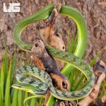 ug_Malaysian_Vine_Snake_1.jpg