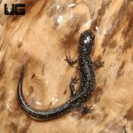 ug_Mississippi_Slimy_Salamander_4.jpg