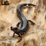 ug_Mississippi_Slimy_Salamander_3.jpg