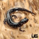 ug_Mississippi_Slimy_Salamander_2.jpg