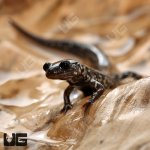 ug_Mississippi_Slimy_Salamander_1.jpg