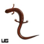 ug_southern_zigzag_salamander_1.jpg