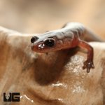 ug_southern_zigzag_salamander_2.jpg