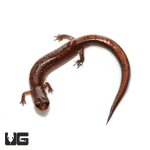 ug_southern_zigzag_salamander_3.jpg