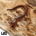 ug_southern_zigzag_salamander_4.jpg