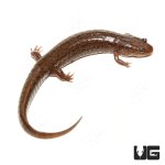 ug_spotted_dusky_salamander_4.jpg