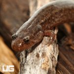 ug_spotted_dusky_salamander_3.jpg