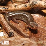 ug_spotted_dusky_salamander_2.jpg