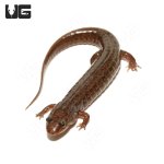 ug_spotted_dusky_salamander_1.jpg