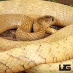 ug_Blonde_Phase_Chinese_Ratsnake_4.jpg