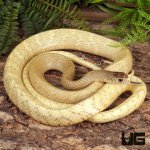 ug_Blonde_Phase_Chinese_Ratsnake_2.jpg
