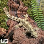 ug_flying_gecko_4.jpg