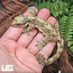 ug_flying_gecko_1.jpg
