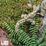 ug_flying_gecko_2.jpg