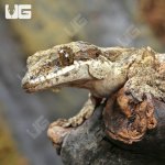 ug_flying_gecko_3.jpg