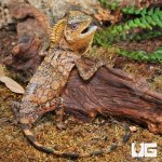 ug_Kuhls_Angelhead_Lizard_2.jpg