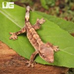 ug_Baby_Yellow_Base_Tiger_Crested_Gecko_4.jpg