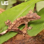 ug_Baby_Yellow_Base_Tiger_Crested_Gecko_3.jpg