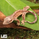 ug_Baby_Yellow_Base_Tiger_Crested_Gecko_2.jpg