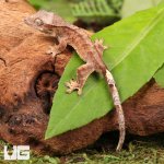 ug_Baby_Yellow_Base_Tiger_Crested_Gecko_1.jpg