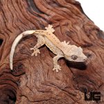2ug_Baby_Dalmation_Crested_Gecko_3.jpg