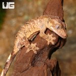 ug_juvenile_tiger_dalmatain_crested_gecko_4.jpg