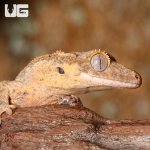 ug_juvenile_tiger_dalmatain_crested_gecko_3.jpg