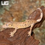 ug_juvenile_tiger_dalmatain_crested_gecko_2.jpg
