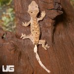 ug_juvenile_tiger_dalmatain_crested_gecko_1.jpg
