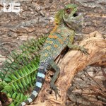ug_Chameleon_Forest_Dragon_(Anglehead Lizard)_4.jpg