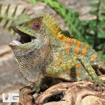 ug_Chameleon_Forest_Dragon_(Anglehead Lizard)_3.jpg