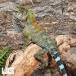 ug_Chameleon_Forest_Dragon_(Anglehead Lizard)_1.jpg