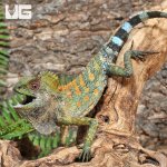 ug_Chameleon_Forest_Dragon_(Anglehead Lizard)_2.jpg