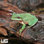 ug_Baby_Snowflake_Australian_Blue_Dumpy_4.jpg