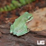 ug_Baby_Snowflake_Australian_Blue_Dumpy_3.jpg