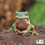 ug_Baby_Snowflake_Australian_Blue_Dumpy_2.jpg